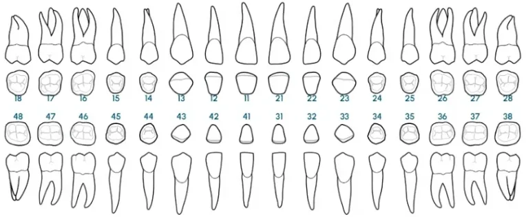 Odontograma de EviMedic con la numeración de las piezas dentales